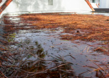 Longleaf pine needles scattered on a wet flat rooftop