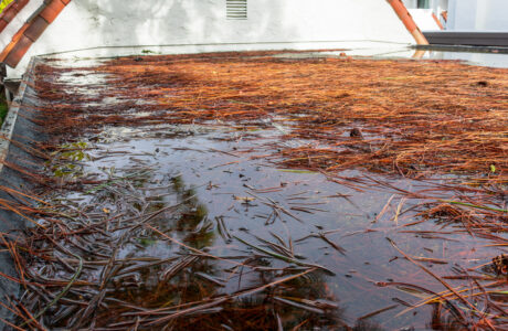 Longleaf pine needles scattered on a wet flat rooftop