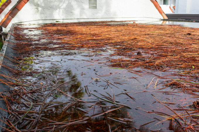 Longleaf pine needles scattered on a wet flat rooftop