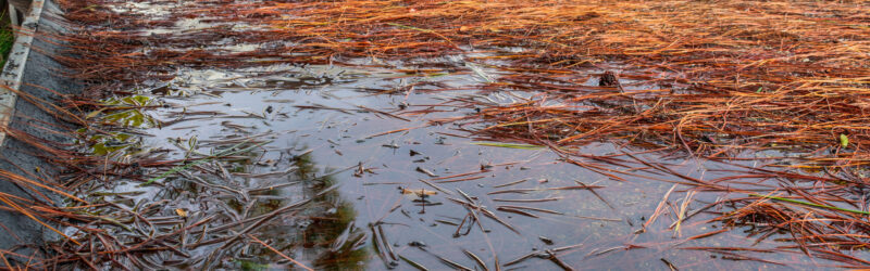 Longleaf pine needles scattered on a wet flat rooftop