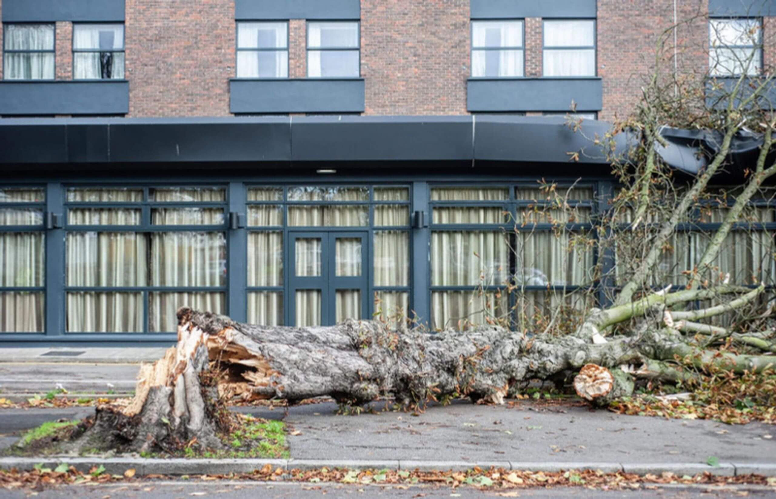 An uprooted tree that has fallen on the black awning of a commercial building